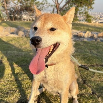 Pillow Humper, Shiba Inu
