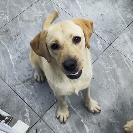Locksmith, Labrador