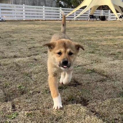 Noodle, Mixed Breed