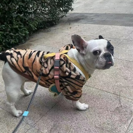 Chicks, French Bulldog
