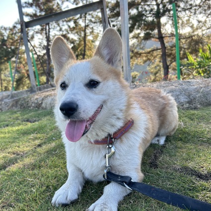 Little Bully, Corgi