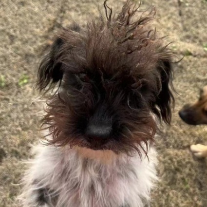 Meatball, Mixed Breed