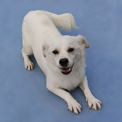 Yeti, Mixed Breed