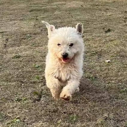 Little Rat, Bichon