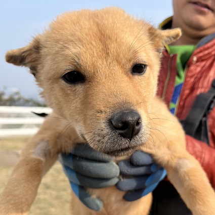 900, Mixed Breed