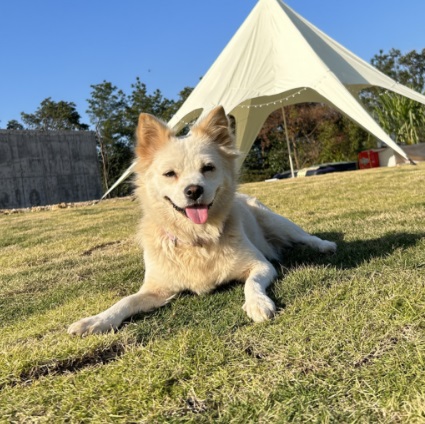 Spring Roll, Mixed Breed