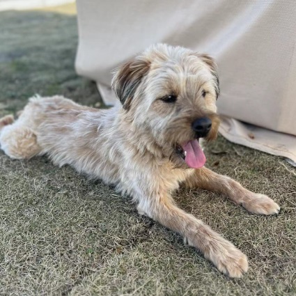 Jinjin, Mixed Breed