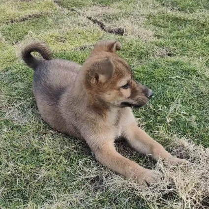 Little Yellow, Mixed Breed