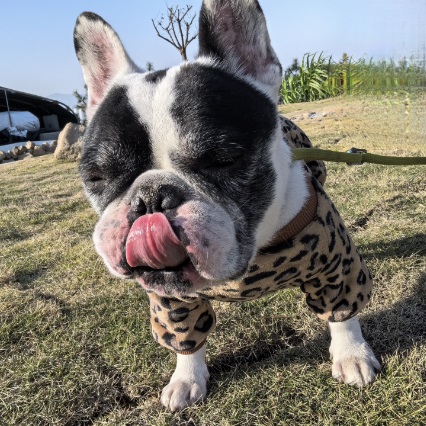 Zebra, French Bulldog