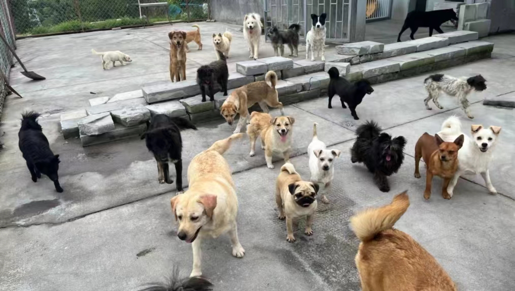 They need forever homes!