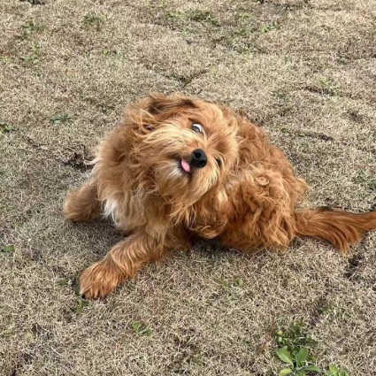 Teddy, Poodle