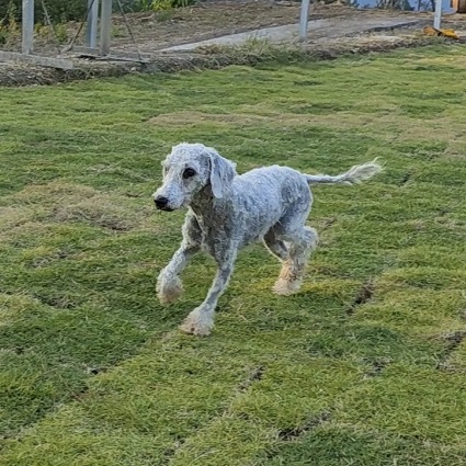 Johnnie Walker, Poodle