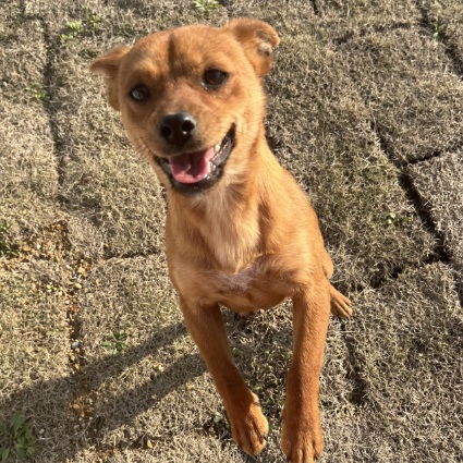 Muttley, Mixed Breed